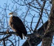 2023 02 11 RedwingEagles 010